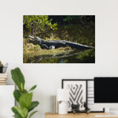 Foto van Florida-alligator op grazige oever Poster (Thuiskantoor)