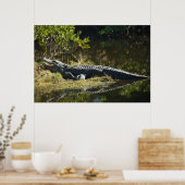 Foto van Florida-alligator op grazige oever Poster (Keuken)