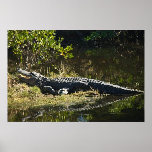 Foto van Florida-alligator op grazige oever Poster (Voorkant)