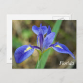 Foto van Florida iris Briefkaart (Voorkant / Achterkant)