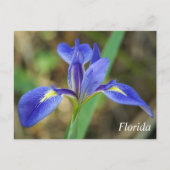 Foto van Florida iris Briefkaart (Voorkant)