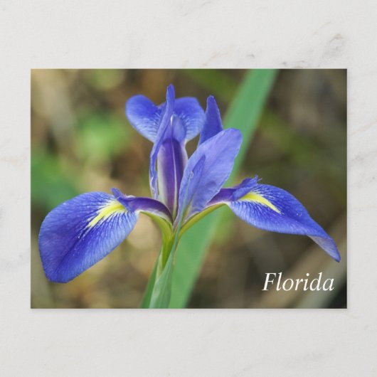 Foto van Florida iris Briefkaart (Voorkant)