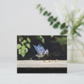 Foto van Flying Blue Jay Briefkaart (Staand voorkant)