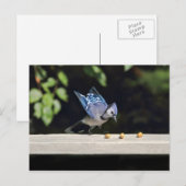 Foto van Flying Blue Jay Briefkaart (Voorkant / Achterkant)