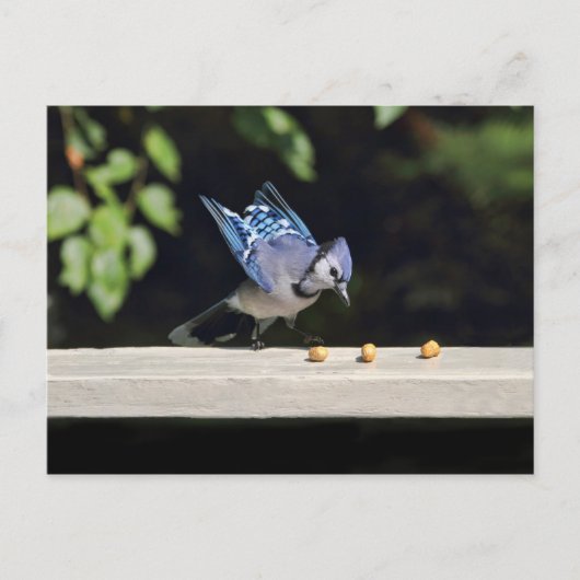 Foto van Flying Blue Jay Briefkaart (Voorkant)