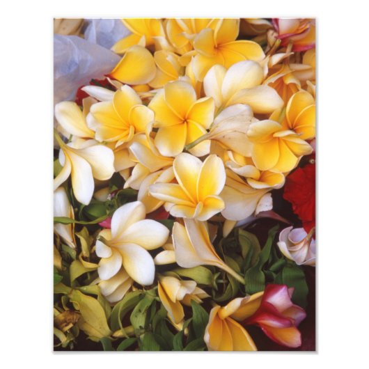 Foto van Frangipani Afdruk (Voorkant)