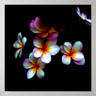 foto van frangipani poster