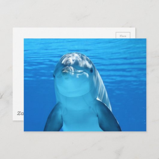 Foto van Friendly Dolphin Briefkaart (Voorkant / Achterkant)