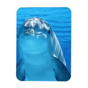 Foto van Friendly Dolphin Magneet