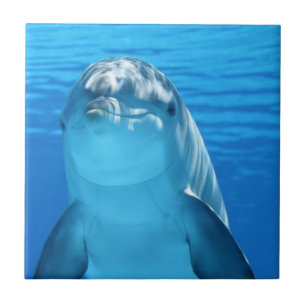Foto van Friendly Dolphin Tegeltje