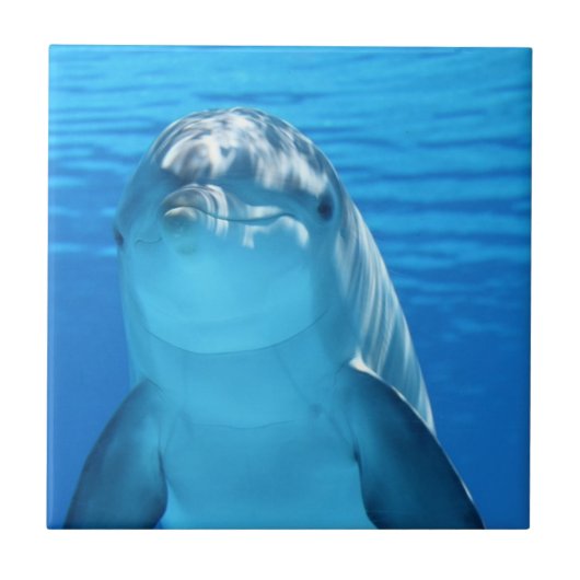 Foto van Friendly Dolphin Tegeltje (Voorkant)