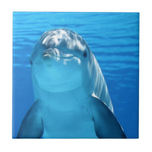 Foto van Friendly Dolphin Tegeltje