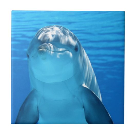 Foto van Friendly Dolphin Tegeltje (Voorkant)