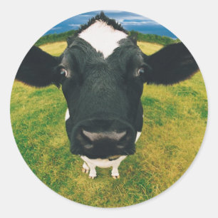 Foto van Friesian Cow Ronde Sticker