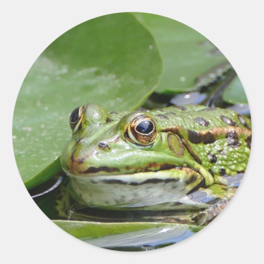 Foto van Frog Green Lily Pad Ronde Sticker (Voorkant)