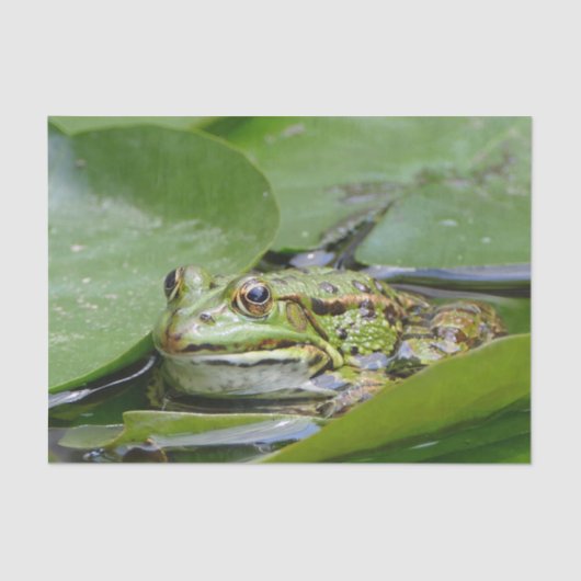 Foto van Frog Green Lily Pad Tissuepapier (Voorkant)