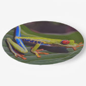 Foto van Frog Red Eye Papieren Bordje (Gekanteld)