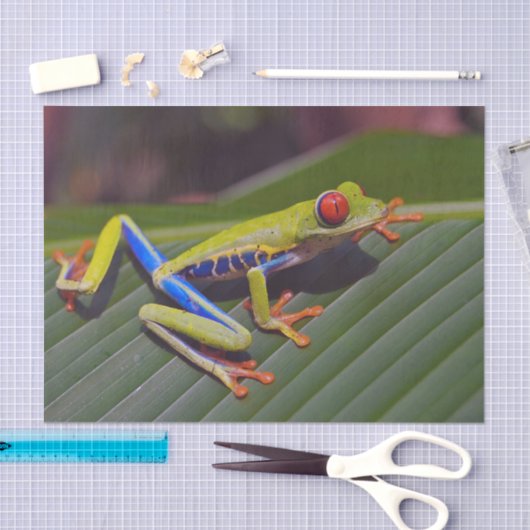 Foto van Frog Red Eye Tissuepapier (Craft)