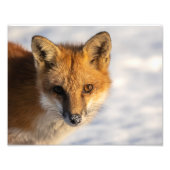 Foto van Frosty Nose Fox Afdruk (Voorkant)