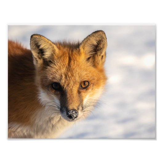 Foto van Frosty Nose Fox Afdruk (Voorkant)