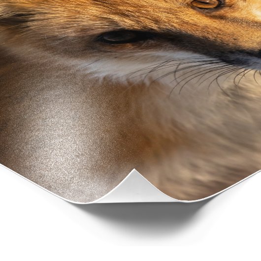 Foto van Frosty Nose Fox Afdruk (Hoek)