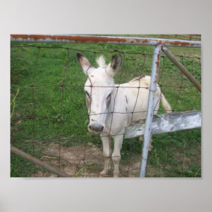 Foto van Fun Albino Mule Poster