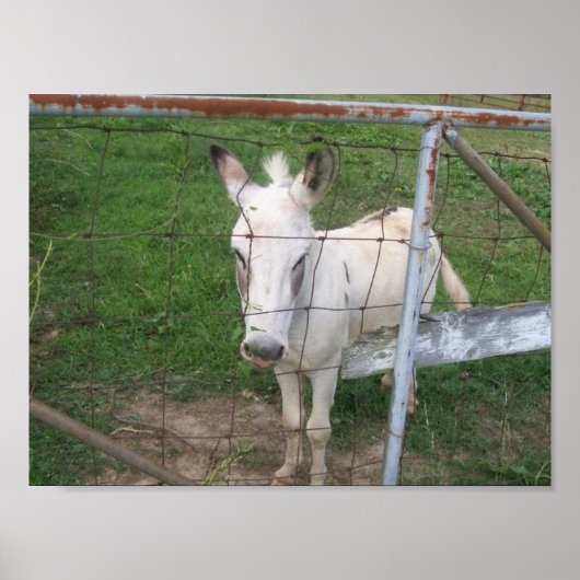 Foto van Fun Albino Mule Poster (Voorkant)