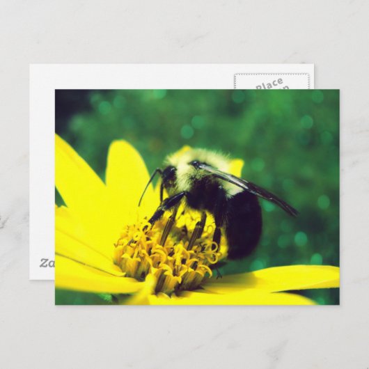 Foto van Fuzzy Bumblebee Briefkaart (Voorkant / Achterkant)