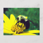 Foto van Fuzzy Bumblebee Briefkaart (Voorkant)
