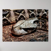 Foto van Gaboon Viper Snake Poster (Voorkant)