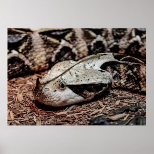 Foto van Gaboon Viper Snake Poster