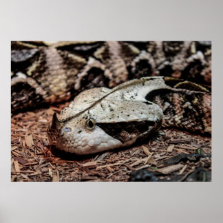 Foto van Gaboon Viper Snake Poster