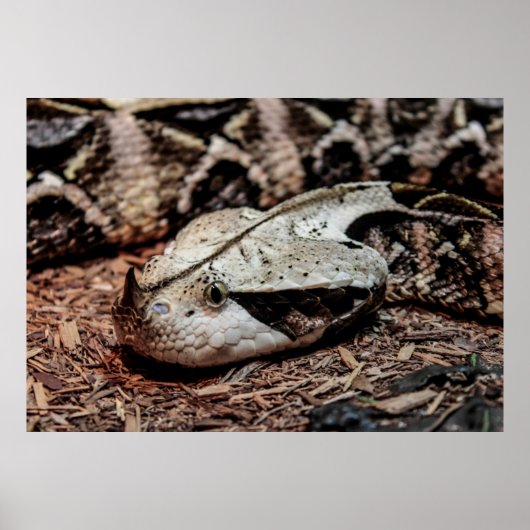 Foto van Gaboon Viper Snake Poster (Voorkant)