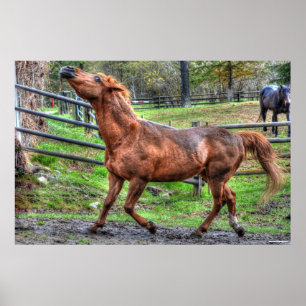 Foto van gespiriteerde speelse kastanjeRanch Horse Poster