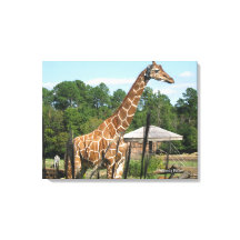 foto van giraffe Rhonda Patton Canvas Afdrukken