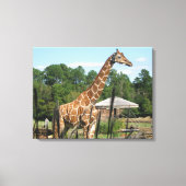 foto van giraffe Rhonda Patton Canvas Afdrukken (Voorkant)