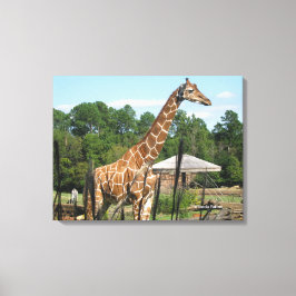 foto van giraffe Rhonda Patton Canvas Afdrukken