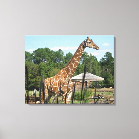 foto van giraffe Rhonda Patton Canvas Afdrukken (Voorkant)
