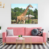 foto van giraffe Rhonda Patton Canvas Afdrukken (Insitu (Woonkamer))