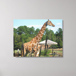 foto van giraffe Rhonda Patton Canvas Afdrukken