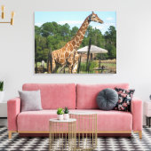 foto van giraffe Rhonda Patton Canvas Afdrukken (Insitu (Woonkamer))