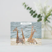 Foto van Giraffe Water Fun - Vier Giraffes zitten Feestdagenkaart (Staand voorkant)