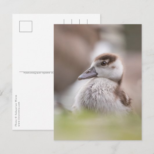 Foto van Goose Chick Natuur Briefkaart (Voorkant / Achterkant)