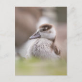 Foto van Goose Chick Natuur Briefkaart (Voorkant)