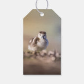 Foto van Goose Chick Natuur Cadeaulabel (Voorkant)