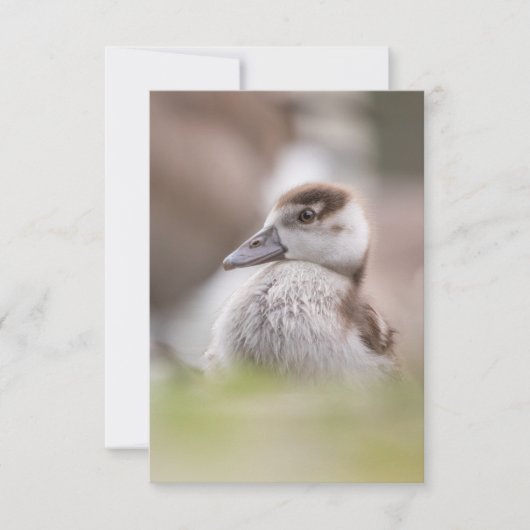 Foto van Goose Chick Natuur Kaart (Voorkant)