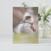 Foto van Goose Chick Natuur Kaart (Staand voorkant)