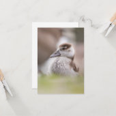 Foto van Goose Chick Natuur Kaart (Voorkant / Achterkant in situ)