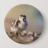 Foto van Goose Chick Natuur Ronde Button 4,0 Cm (Voorkant)