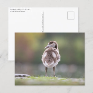Foto van Gosling Natuur Briefkaart
